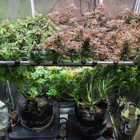 Blue Dream growlog timeline photo