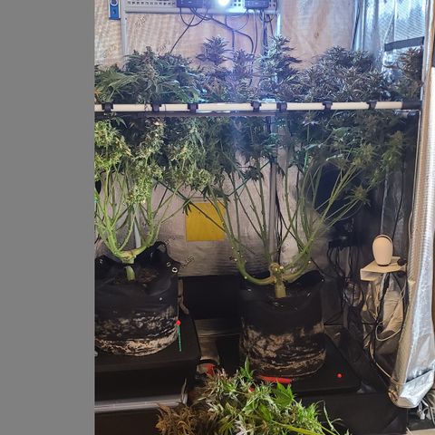 Blue Dream growlog timeline photo