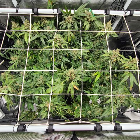 Blue Dream growlog timeline photo