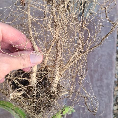 Skywalker OG growlog photo: Octopot roots and HUGE taproots! 