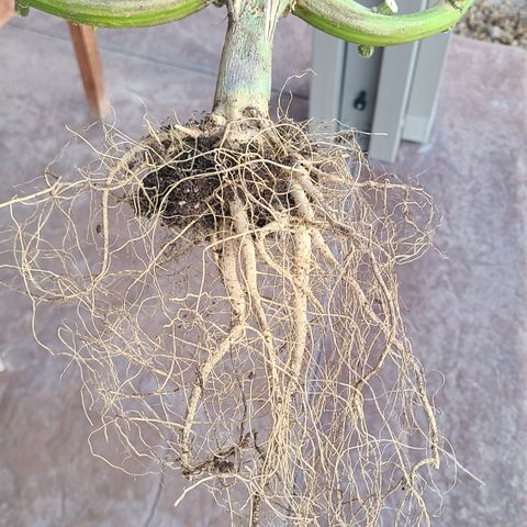 Skywalker OG growlog photo: Octopot roots and HUGE taproots! 