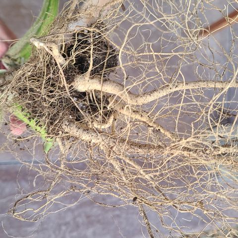 Skywalker OG growlog photo: Octopot roots and HUGE taproots! 