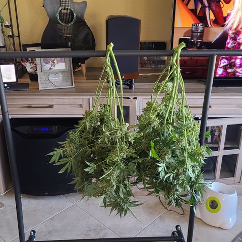 Blue Dream growlog photo: Harvest Day Blue Dream 