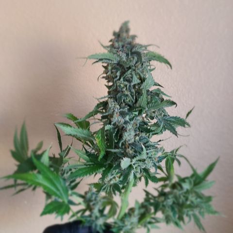 Blue Dream growlog photo: Harvest Day Blue Dream 