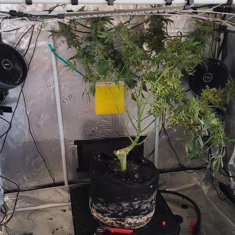 Blue Dream growlog photo: Harvest Day Blue Dream 
