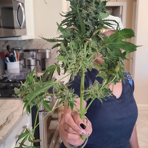 Blue Dream growlog photo: Harvest Day Blue Dream 