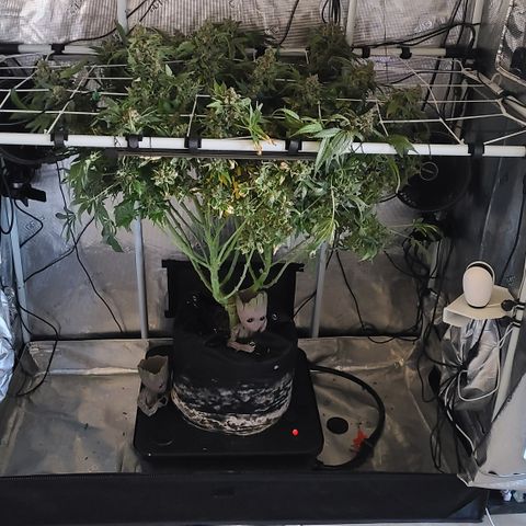 Blue Dream growlog photo: Harvest Day Blue Dream 