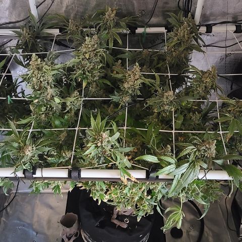 Blue Dream growlog photo: Harvest Day Blue Dream 