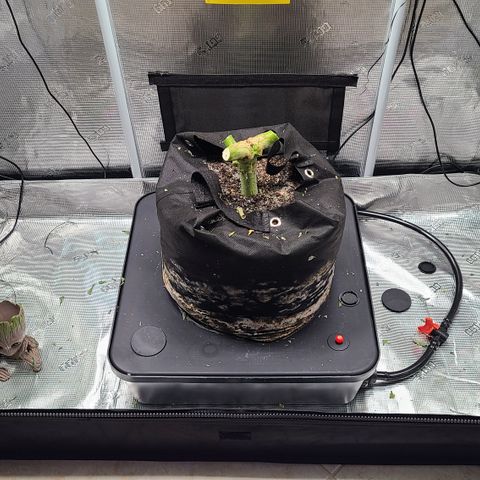 Blue Dream growlog photo: Harvest Day Blue Dream 
