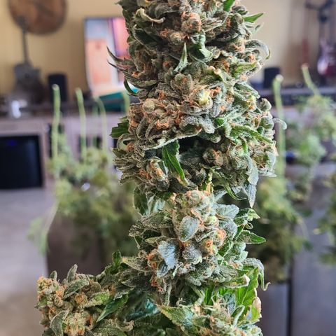 Blue Dream growlog photo: Blue Dream Harvest 