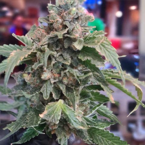 Blue Dream growlog photo: Blue Dream Harvest 