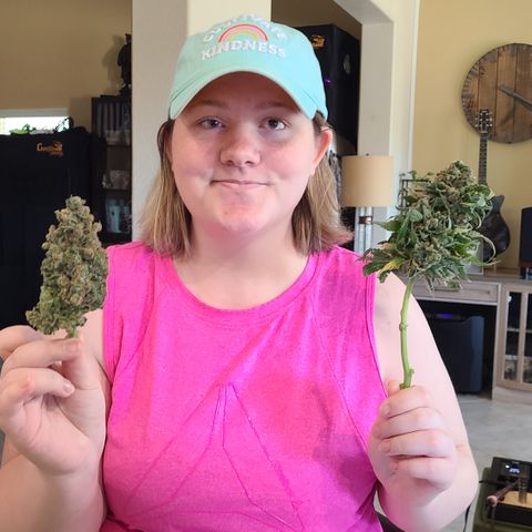 Blue Dream growlog photo: Blue Dream Harvest 