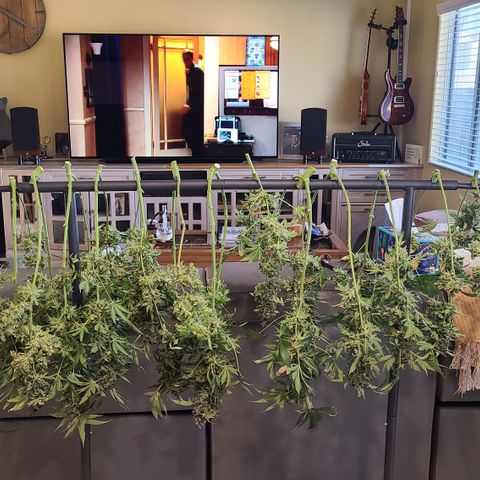 Blue Dream growlog photo: Blue Dream Harvest 