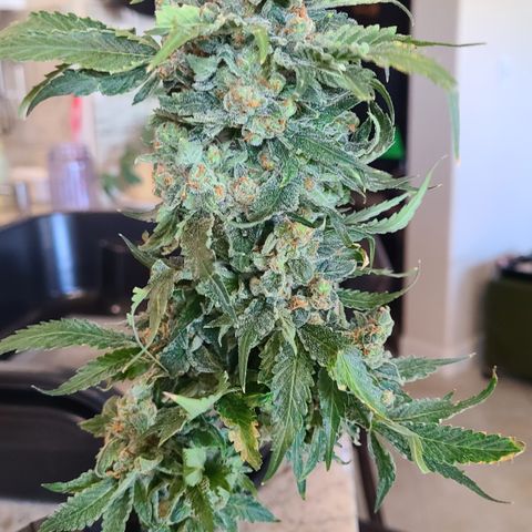 Blue Dream growlog photo: Blue Dream Harvest 