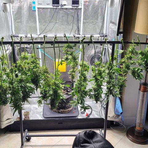 Blue Dream growlog photo: Blue Dream Harvest 