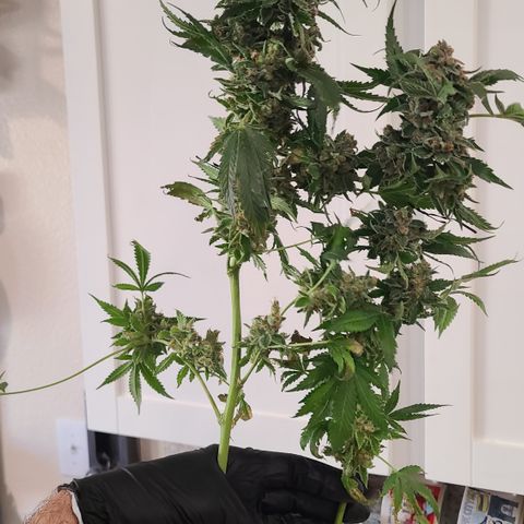 Blue Dream growlog photo: Blue Dream Harvest 