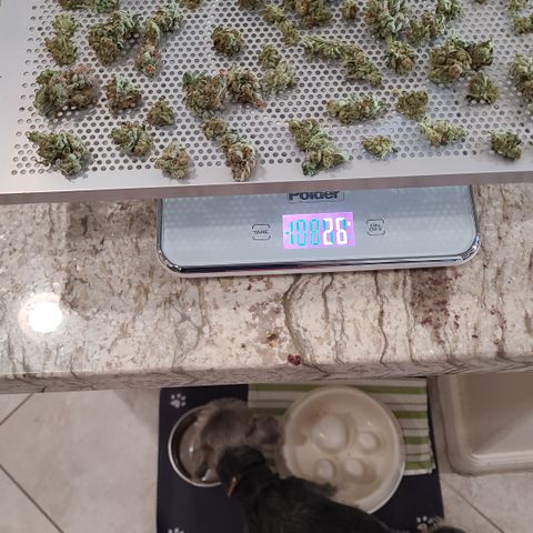 Skywalker OG growlog photo: Bagging Skywalker OG Kush to cure. Bit over 6oz