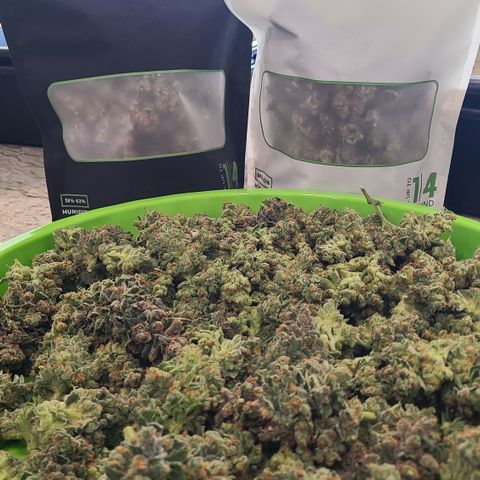 Skywalker OG growlog photo: Bagging Skywalker OG Kush to cure. Bit over 6oz