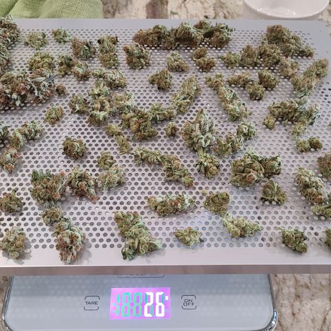 Skywalker OG growlog photo: Bagging Skywalker OG Kush to cure. Bit over 6oz