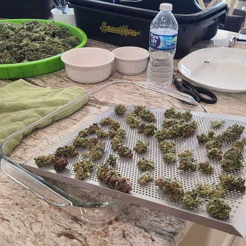 Skywalker OG growlog photo: Bagging Skywalker OG Kush to cure. Bit over 6oz