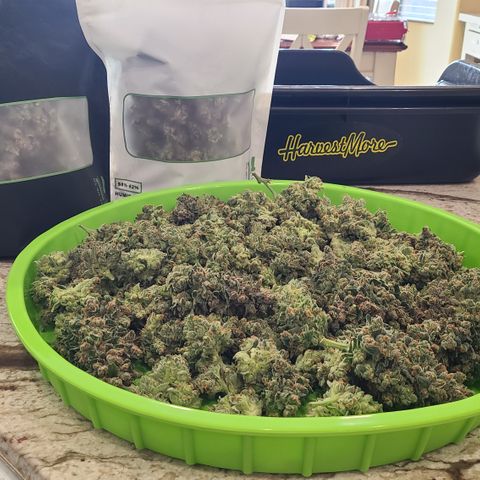 Skywalker OG growlog photo: Bagging Skywalker OG Kush to cure. Bit over 6oz