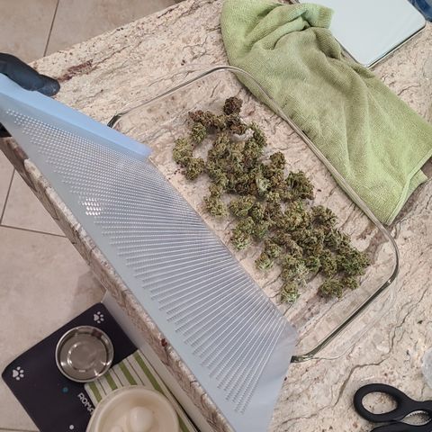 Skywalker OG growlog photo: Bagging Skywalker OG Kush to cure. Bit over 6oz