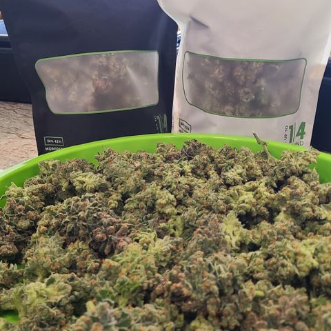 Skywalker OG growlog photo: Bagging Skywalker OG Kush to cure. Bit over 6oz