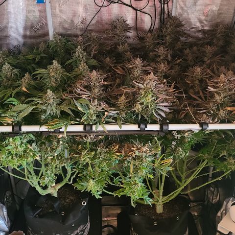 Skywalker OG growlog photo: Skywalker Harvest '24!