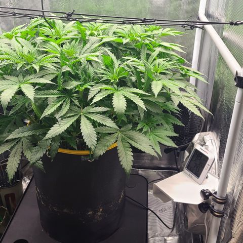 Skywalker OG growlog photo: Skywalker Harvest '24!