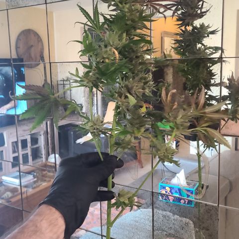 Skywalker OG growlog photo: Skywalker Harvest '24!