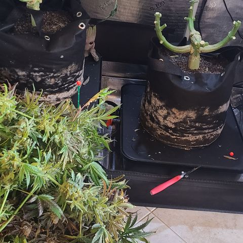 Skywalker OG growlog photo: Skywalker Harvest '24!