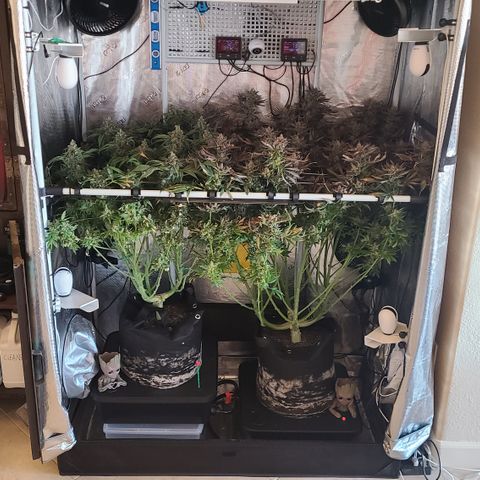 Skywalker OG growlog photo: Skywalker Harvest '24!