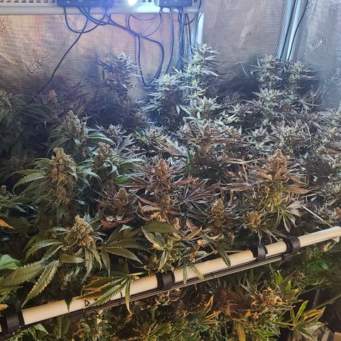 Skywalker OG growlog photo: Skywalker Harvest '24!