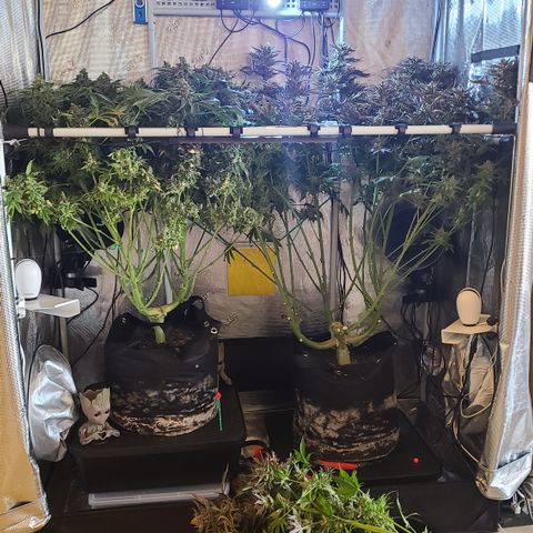 Skywalker OG growlog photo: Skywalker Harvest '24!