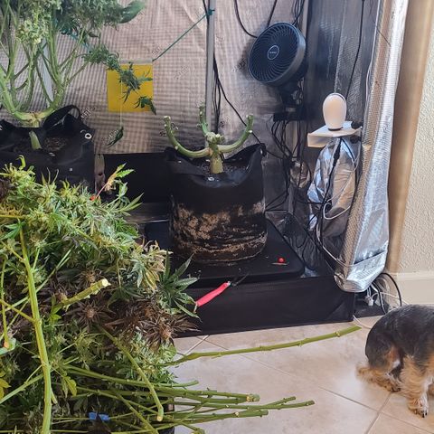 Skywalker OG growlog photo: Skywalker Harvest '24!