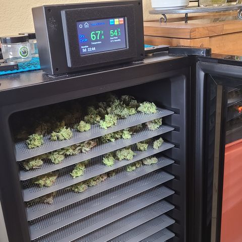 Skywalker OG growlog photo: Skywalker OG Harvest 