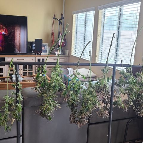 Skywalker OG growlog photo: Skywalker OG Harvest 