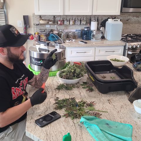 Skywalker OG growlog photo: Skywalker OG Harvest 