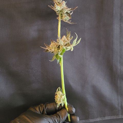 Skywalker OG growlog photo: Skywalker OG Harvest 