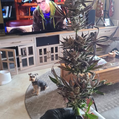 Skywalker OG growlog photo: Skywalker OG Harvest 