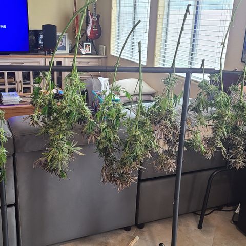 Skywalker OG growlog photo: Skywalker OG Harvest 
