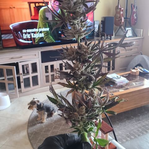 Skywalker OG growlog photo: Skywalker OG Harvest 
