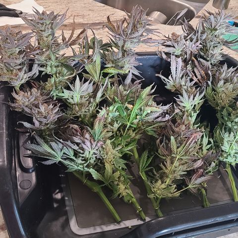 Skywalker OG growlog photo: Skywalker OG Harvest 