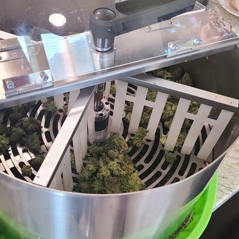 Skywalker OG growlog photo: Skywalker OG Harvest 