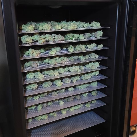 Skywalker OG growlog photo: Skywalker OG Harvest 
