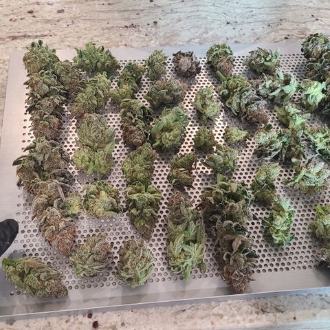 Skywalker OG growlog photo: Skywalker OG Harvest 