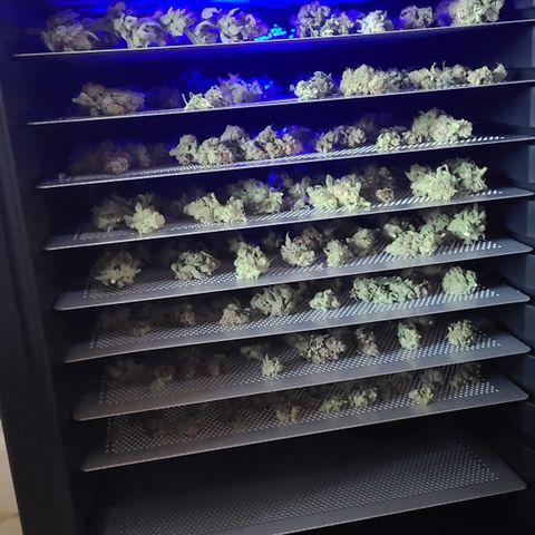 Skywalker OG growlog photo: Skywalker OG Harvest 