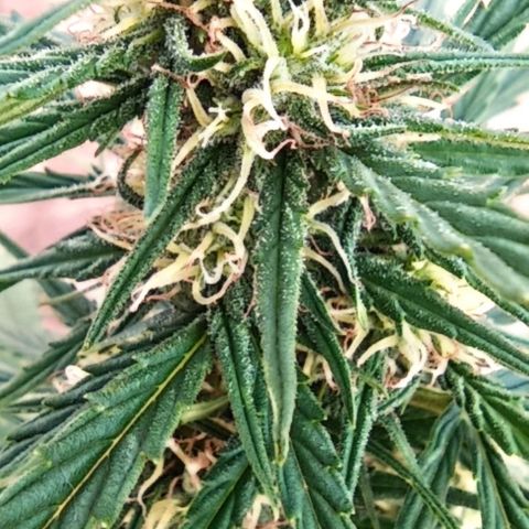 Twin lights growlog timeline photo