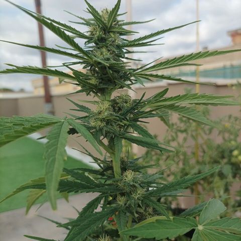 Twin lights growlog timeline photo