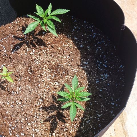 Twin lights growlog timeline photo